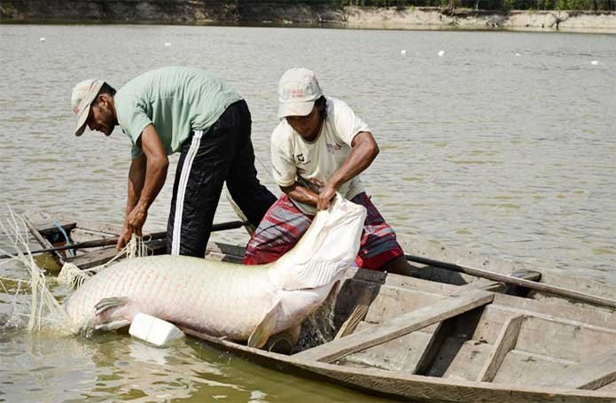 Pirarucu de manejo recebe Indicação Geográfica abrangendo nove municípios do Amazonas - Vimarsana News